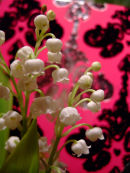 Lily of the Valley